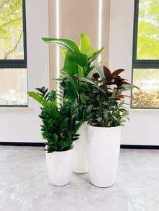 体验宁波慈溪绿植租赁设计，拥抱自然气息